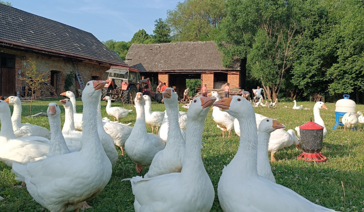 Život na dedine